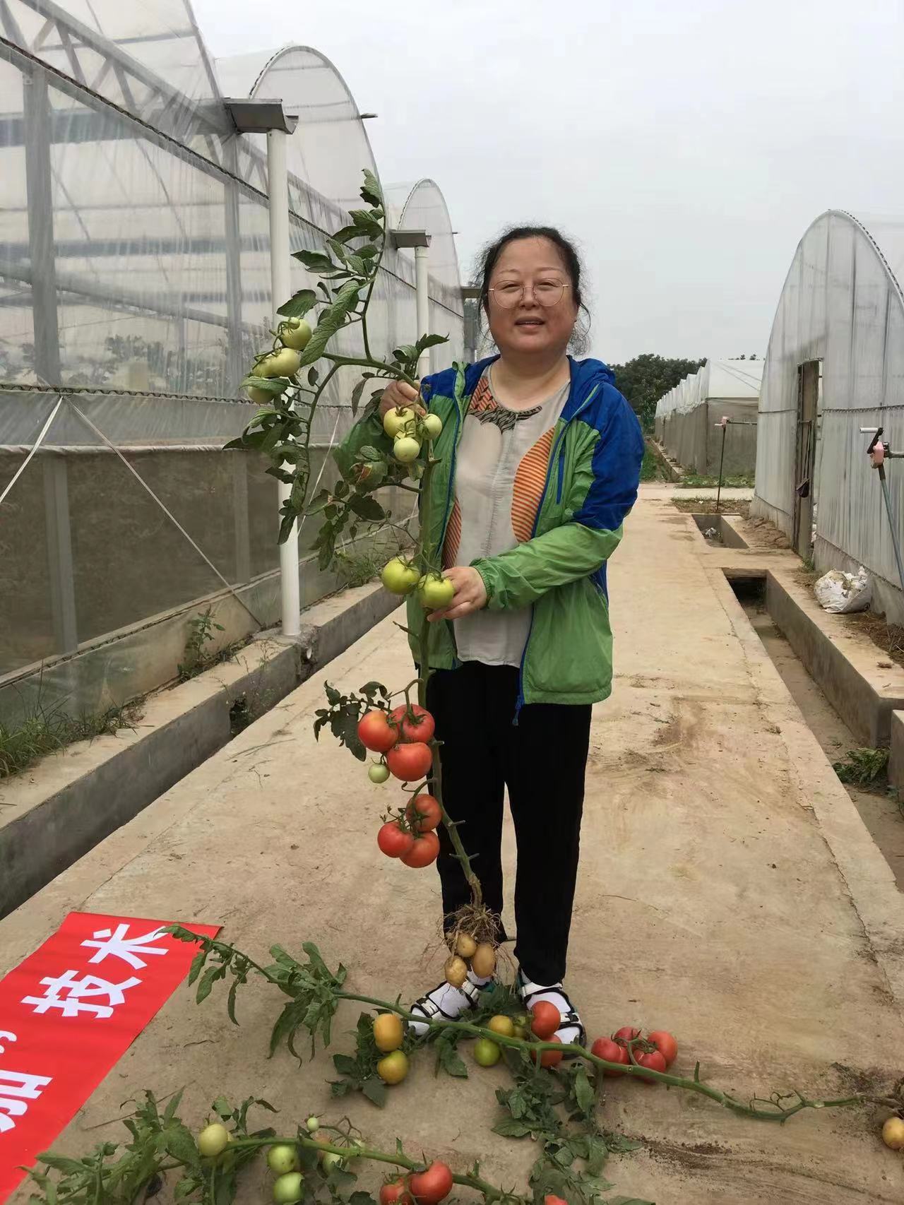 根下結土豆，枝上長(cháng)番茄